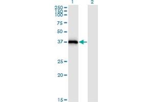 Syntaxin 16 Antikörper  (AA 1-99)