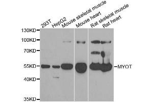 Western blot analysis of extracts of various cell lines, using MYOT antibody.
