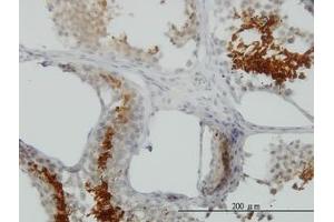 Image no. 1 for anti-Glyceraldehyde-3-Phosphate Dehydrogenase, Spermatogenic (GAPDHS) (AA 1-409) antibody (ABIN466196) (GAPDHS Antikörper  (AA 1-409))
