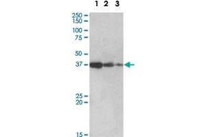 PPP2R4 polyclonal antibody  (0. (PPP2R4 Antikörper)
