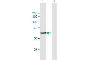 Western Blot analysis of POLS expression in transfected 293T cell line by POLS MaxPab polyclonal antibody.