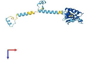 PDCL3 Protein (AA 1-239) (His tag)