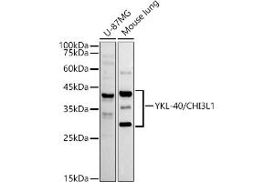 Western blot analysis of extracts of various cell lines, using YKL-40/CHI3L1 antibody (ABIN7266328) at 1:1000 dilution. (CHI3L1 Antikörper)
