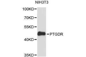 Western blot analysis of extracts of NIH/3T3 cells, using PTGDR antibody (ABIN6293502) at 1:3000 dilution.