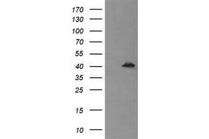 Image no. 2 for anti-Mitogen-Activated Protein Kinase 13 (MAPK13) antibody (ABIN1499953) (MAPK13 Antikörper)