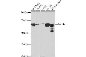Western blot analysis of extracts of various cell lines, using GSK3α antibody (ABIN1680131, ABIN3015275, ABIN3015276 and ABIN6213918) at 1:1000 dilution. (GSK3 alpha Antikörper  (AA 409-483))