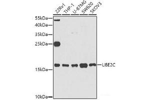 Western blot analysis of extracts of various cell lines using UBE2C Polyclonal Antibody at dilution of 1:1000. (UBE2C Antikörper)