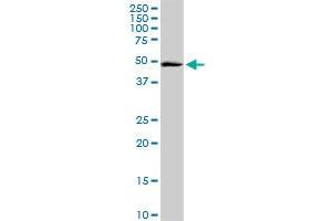 ITFG2 MaxPab rabbit polyclonal antibody. (ITFG2 Antikörper  (AA 1-447))