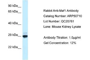 WB Suggested Anti-Maf1 Antibody   Titration: 1. (MAF1 Antikörper  (N-Term))