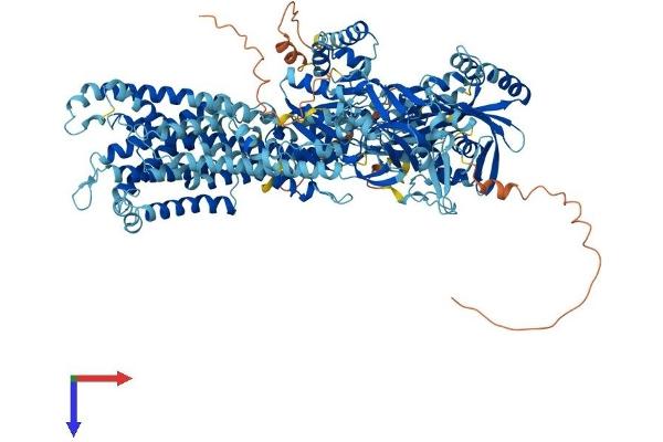 ATP8B2 Protein (AA 1-1209) (His tag)