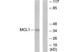 Western blot analysis of extracts from HuvEc cells, using MCL1 Antibody. (MCL-1 Antikörper  (AA 91-140))