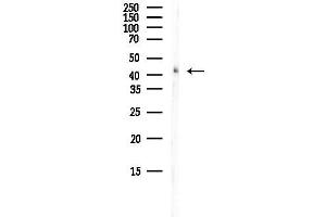 Western blot analysis of lysates from Mouse brain, using SERPIN Antibody at 1/1000 dilution.