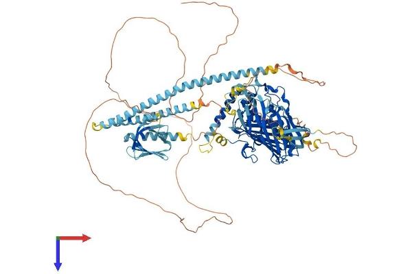 OSBP2 Protein (AA 1-916) (His tag)