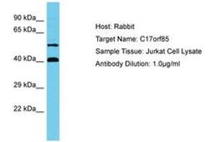 Image no. 1 for anti-Chromosome 17 Open Reading Frame 85 (C17ORF85) (AA 548-597) antibody (ABIN6750630) (C17ORF85 Antikörper  (AA 548-597))