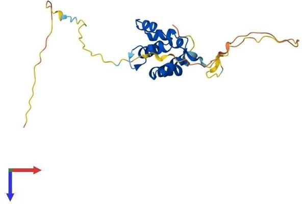 EDARADD Protein (AA 1-215) (His tag)