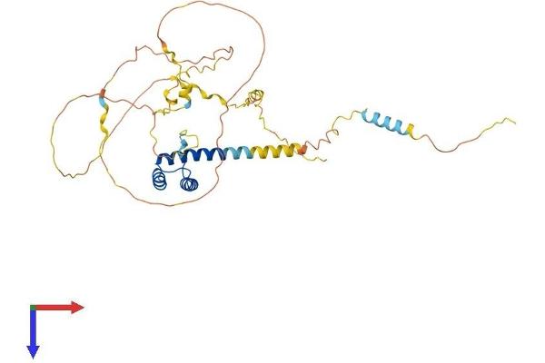 NKX6-1 Protein (AA 1-367) (His tag)
