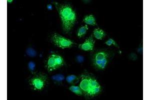 Anti-NPTN mouse monoclonal antibody (ABIN2455582) immunofluorescent staining of COS7 cells transiently transfected by pCMV6-ENTRY NPTN (RC210326). (NPTN Antikörper)