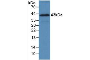 Figure. (HSP70 1A Antikörper  (AA 285-641))