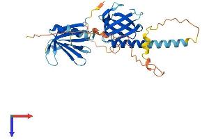 DOK6 Protein (AA 1-331) (His tag)