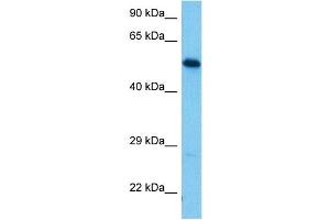 Western Blotting (WB) image for anti-Nucleobindin 2 (NUCB2) (Middle Region) antibody (ABIN2774832)