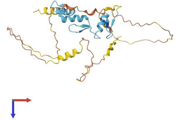 OSR1 Protein (AA 1-266) (His tag)