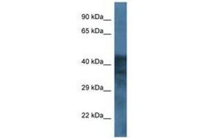 Image no. 1 for anti-gamma-aminobutyric Acid (GABA) A Receptor, Subunit beta 1 (GABRB1) (AA 214-263) antibody (ABIN6746015)