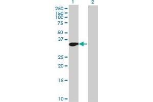 Western Blot analysis of MLLT6 expression in transfected 293T cell line by MLLT6 MaxPab polyclonal antibody. (MLLT6 Antikörper  (AA 1-325))