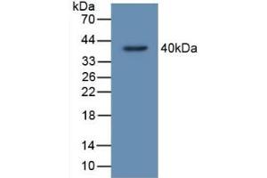 Western Blotting (WB) image for anti-TP53 Target 5 (TP53TG5) (AA 190-262) antibody (ABIN7444691)