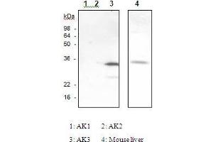 The recombinant human Ak isozymes (Ak1, Ak2, Ak3) and mouse liver were resolved by SDS-PAGE, transferred to PVDF membrane and probed with anti-Ak3 antibody (1:1,000).