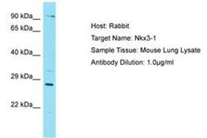 Image no. 1 for anti-NK3 Homeobox 1 (NKX3-1) (AA 90-139) antibody (ABIN6750263) (NKX3-1 Antikörper  (AA 90-139))
