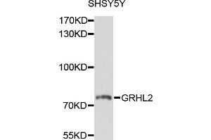 Western blot analysis of extracts of SH-SY5Y cells, using GRHL2 antibody (ABIN4903820) at 1:1000 dilution. (GRHL2 Antikörper)