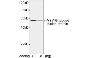 Image no. 2 for anti-VSV-G Epitope Tag antibody (ABIN294543) (VSV-g Tag Antikörper)