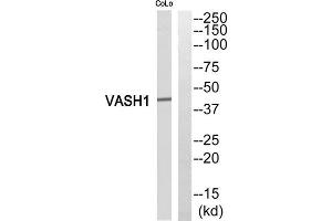 Western blot analysis of extracts from COLO205 cells, using VASH1 antibody. (VASH1 Antikörper  (Internal Region))