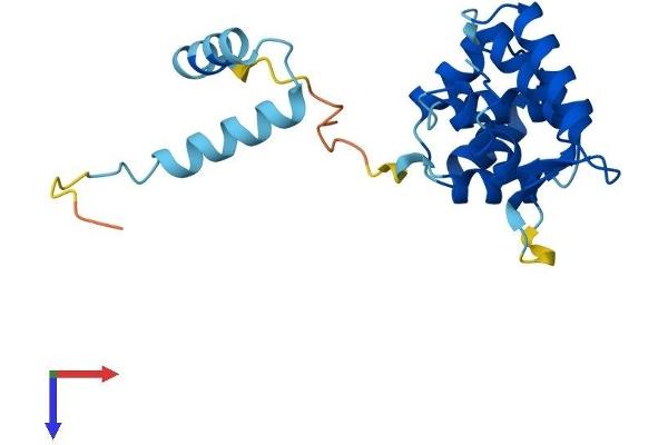 ROPN1 Protein (AA 1-212) (His tag)