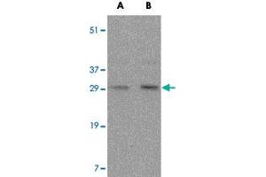 Western blot analysis of FAIM3 in rat liver tissue lysate with FAIM3 polyclonal antibody  at (A) 0. (RANKL Antikörper  (Internal Region))
