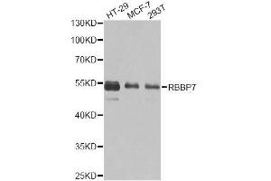 Western blot analysis of extracts of various cell lines, using RBBP7 antibody. (RBBP7 Antikörper  (AA 1-230))