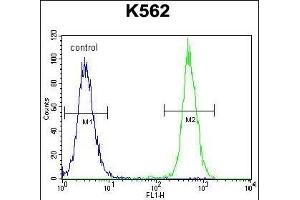 KRT25 Antibody (C-term) (ABIN655199 and ABIN2844814) flow cytometric analysis of K562 cells (right histogram) compared to a negative control cell (left histogram).