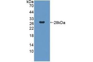Detection of Recombinant GbL, Human using Polyclonal Antibody to G Protein Beta Subunit Like Protein (GbL) (GNB1L Antikörper  (AA 69-247))