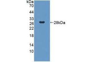 Western Blotting (WB) image for anti-Guanine Nucleotide Binding Protein (G Protein), beta Polypeptide 1-Like (GNB1L) (AA 69-247) antibody (ABIN7439600)