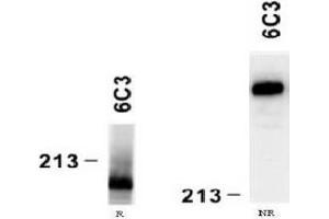 Western Blotting (WB) image for anti-Laminin, alpha 4 (LAMa4) antibody (ABIN781770) (LAMa4 Antikörper)