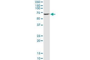 Immunoprecipitation of SERPINA10 transfected lysate using anti-SERPINA10 monoclonal antibody and Protein A Magnetic Bead , and immunoblotted with SERPINA10 MaxPab rabbit polyclonal antibody.