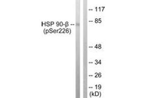 Western blot analysis of extracts from A549 cells treated with serum 20% 15', using HSP90B (Phospho-Ser226) Antibody. (HSP90AB1 Antikörper  (pSer226))