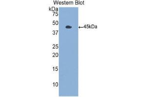 Western Blotting (WB) image for anti-Colony Stimulating Factor 2 (Granulocyte-Macrophage) (CSF2) (AA 18-144) antibody (ABIN1859034) (GM-CSF Antikörper  (AA 18-144))