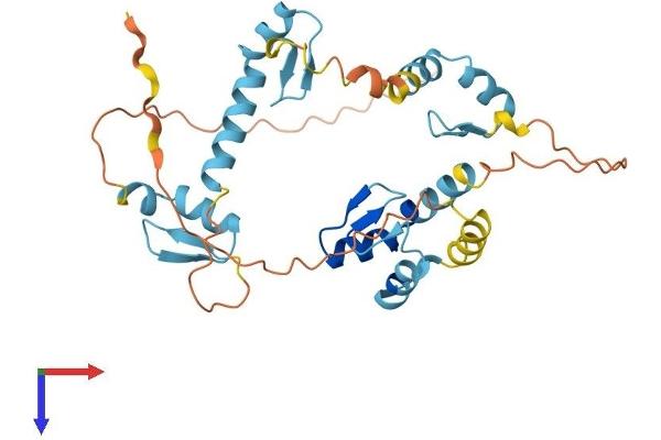 ZNF346 Protein (AA 1-294) (His tag)