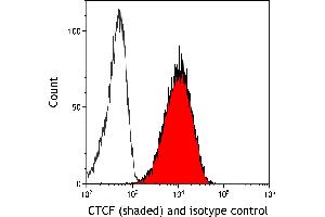 anti-CCCTC-Binding Factor (Zinc Finger Protein) (CTCF) (AA 650-700) antibody