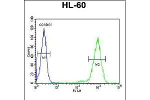 Flow cytometric analysis of HL-60 cells (right histogram) compared to a negative control cell (left histogram). (ST8SIA3 Antikörper  (C-Term))