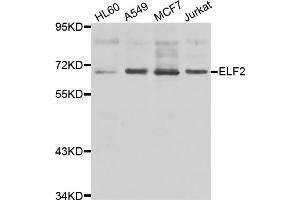 Western blot analysis of extracts of various cell lines, using ELF2 antibody. (ELF2 Antikörper)