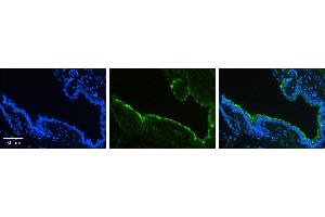 HSP90B1 antibody - C-terminal region          Formalin Fixed Paraffin Embedded Tissue:  Human Bronchial Epithelial Tissue    Observed Staining:  Cytoplasm and membrane of bronchial epithelial tissue   Primary Antibody Concentration:  1:100    Other Working Concentrations:  1/600    Secondary Antibody:  Donkey anti-Rabbit-Cy3    Secondary Antibody Concentration:  1:200    Magnification:  20X    Exposure Time:  0.