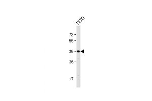 Western Blot at 1:1000 dilution + T47D whole cell lysate Lysates/proteins at 20 ug per lane. (OR4D11 Antikörper  (C-Term))