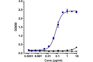 Immobilized human LIF His at 2 μg/mL can bind Anti-LIF Reference Antibody (MSC-1), EC50=0.